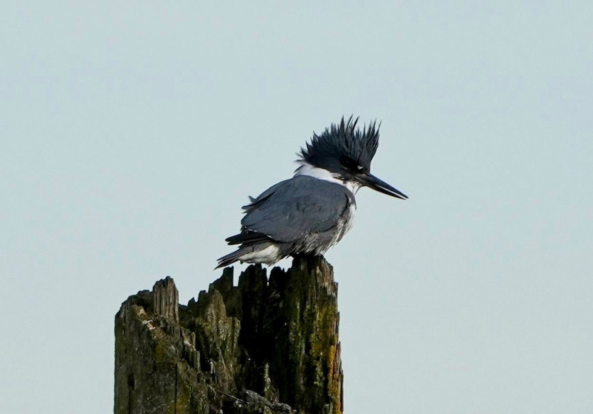 Belted Kingfisher - ML509792641