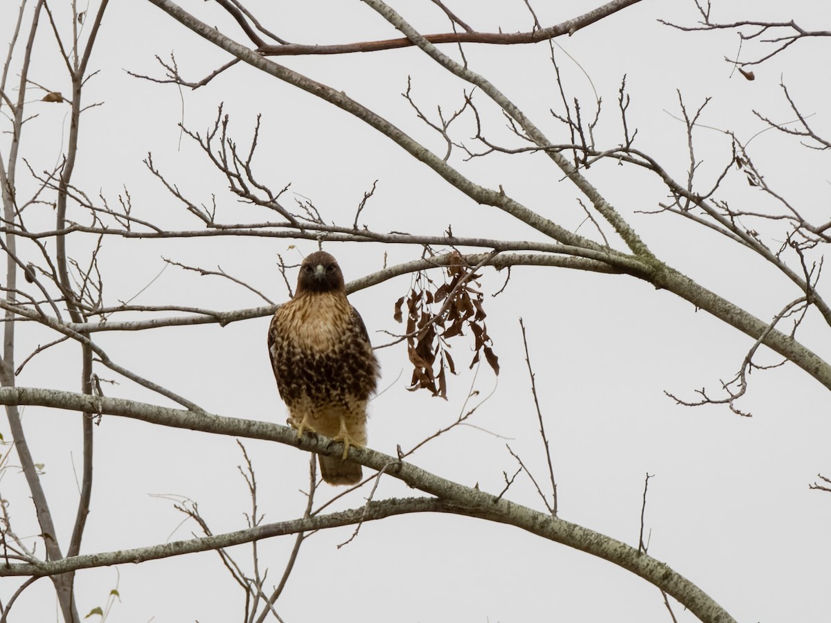 Red-tailed Hawk - ML509796061