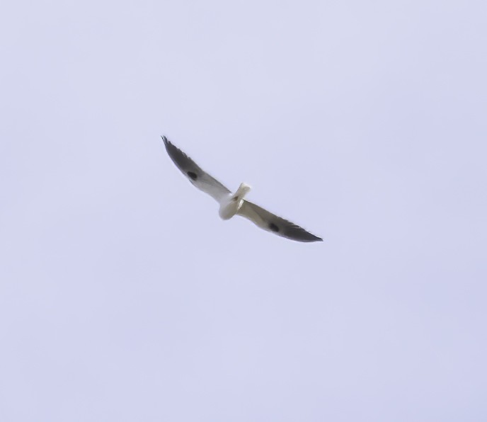 White-tailed Kite - ML509796251