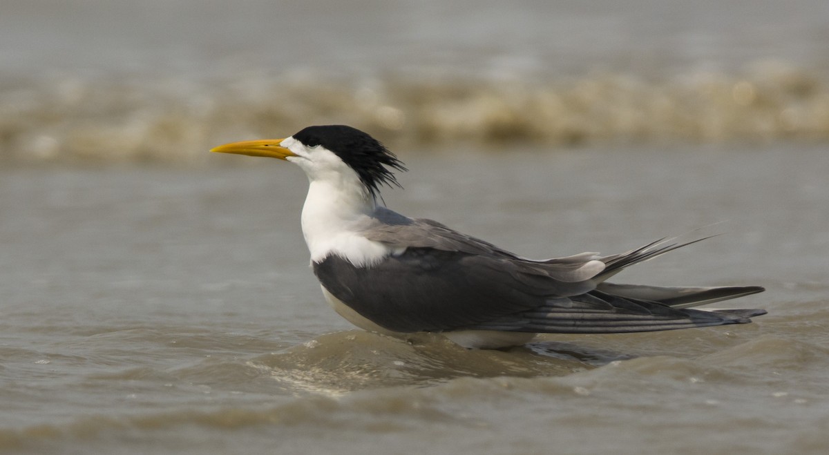 Great Crested Tern - ML509796821