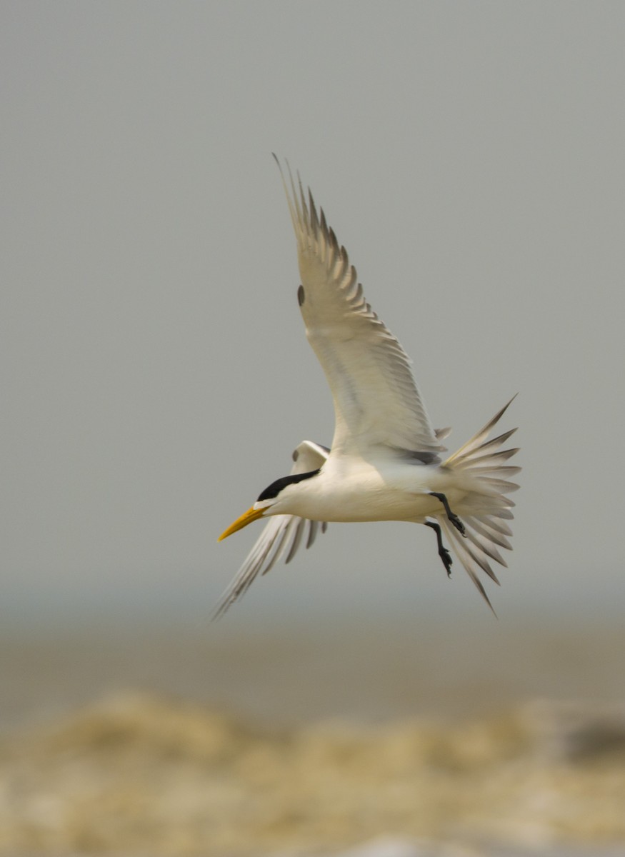 Great Crested Tern - ML509796831
