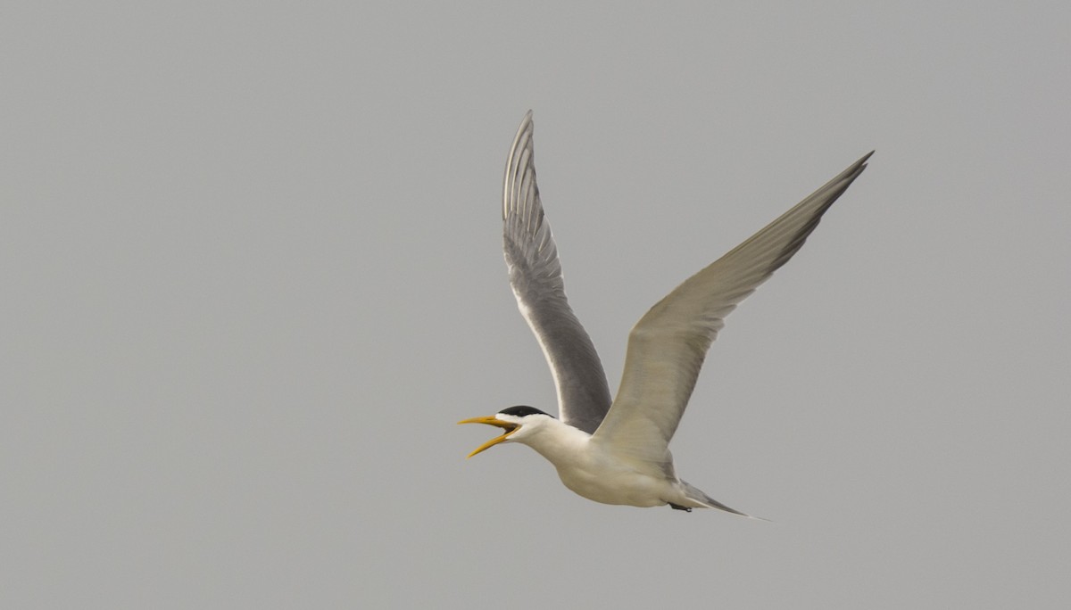 Great Crested Tern - ML509796841