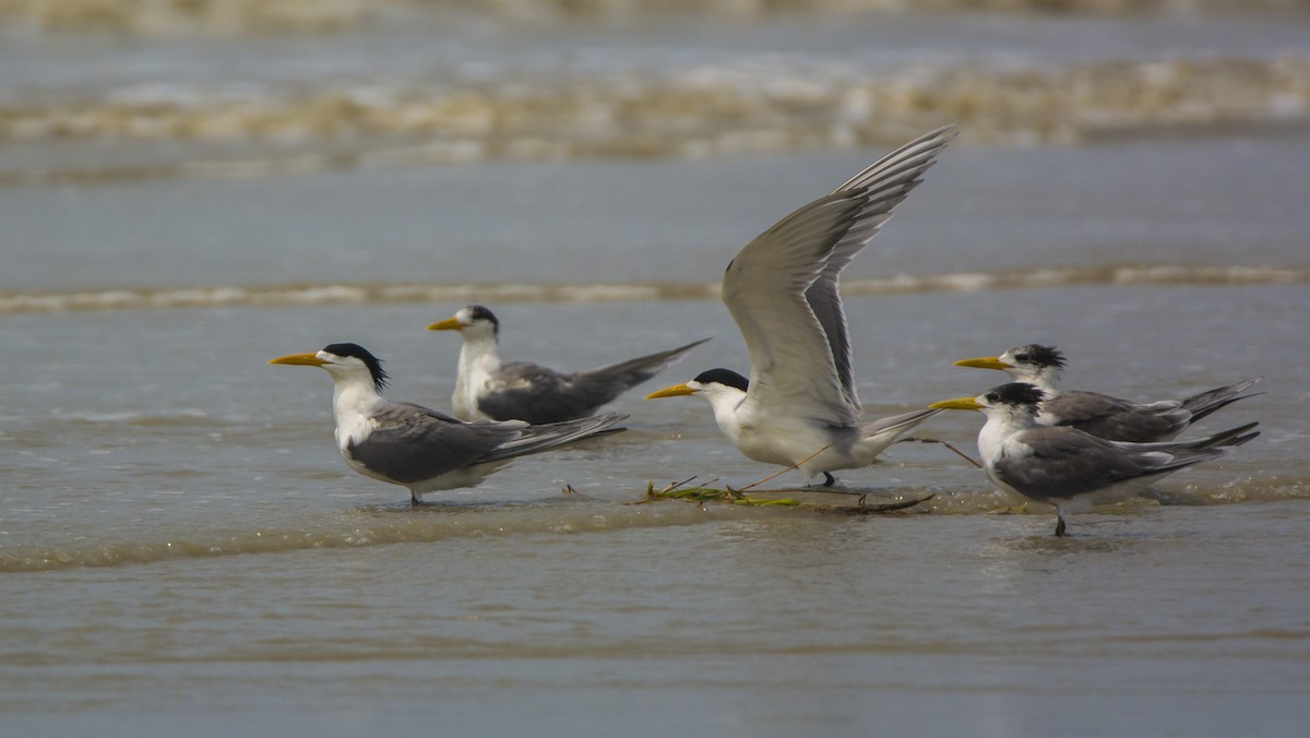 Great Crested Tern - ML509796871