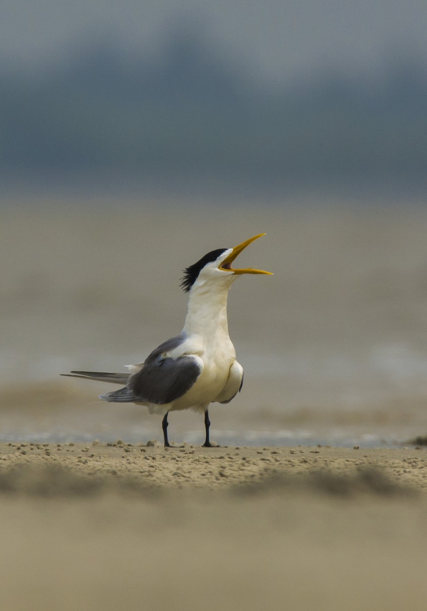 Great Crested Tern - ML509796891