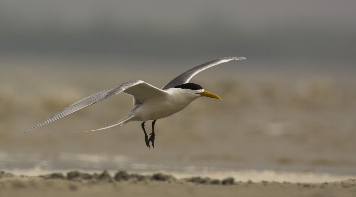 Great Crested Tern - ML509796911