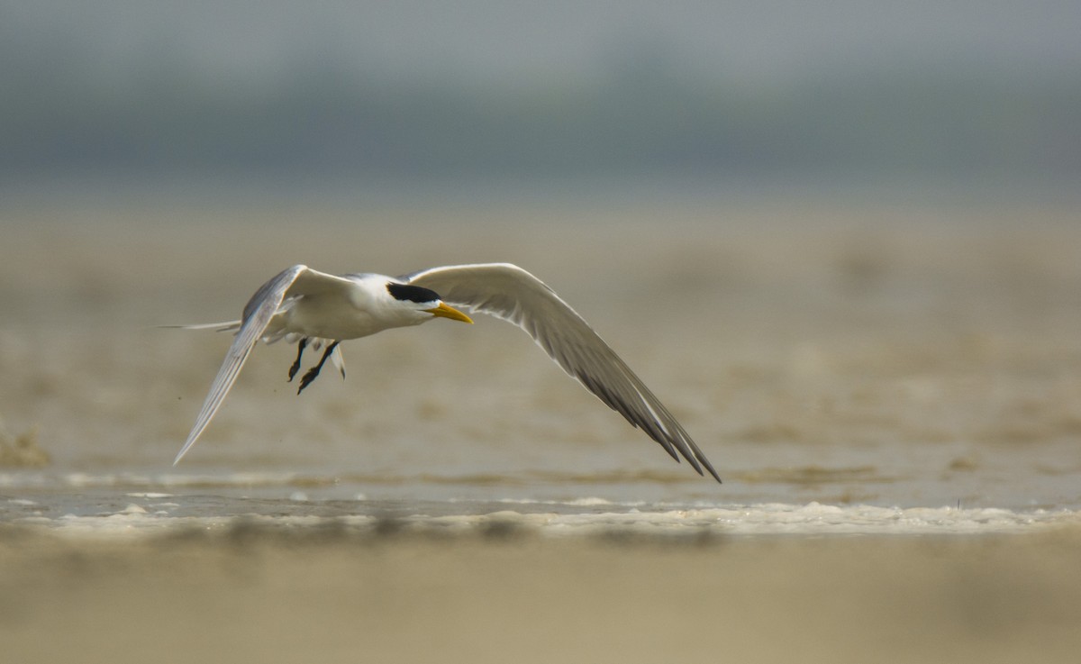 Great Crested Tern - ML509796921