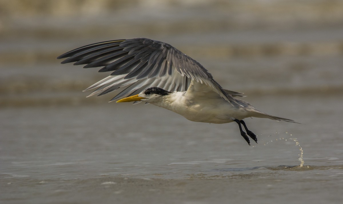 Great Crested Tern - ML509796931
