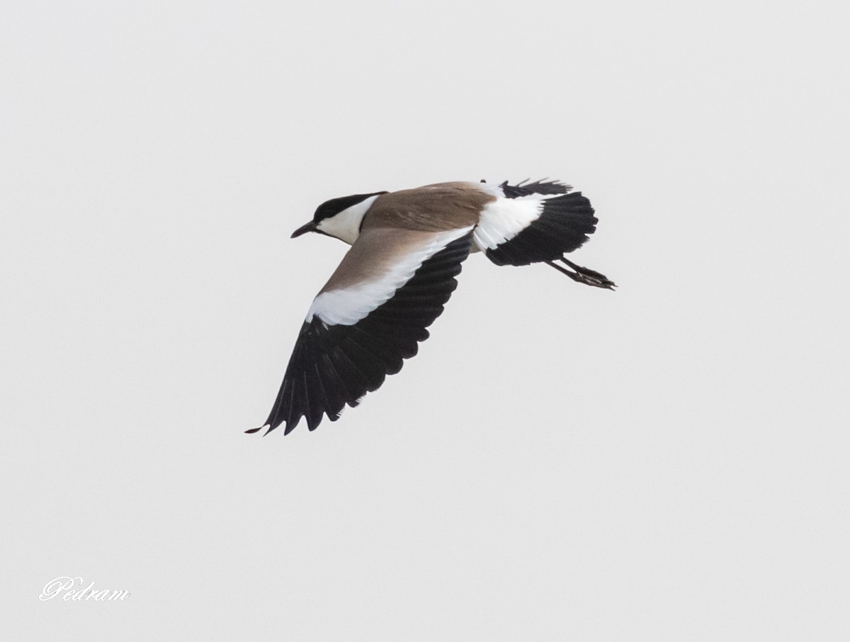 Spur-winged Lapwing - ML509797411