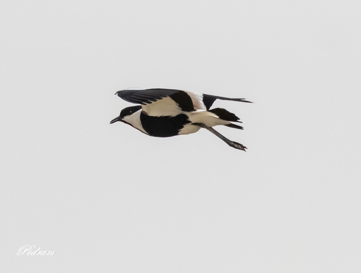 Spur-winged Lapwing - ML509797421