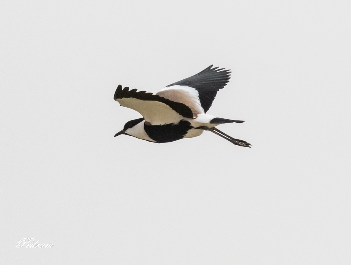Spur-winged Lapwing - ML509797431