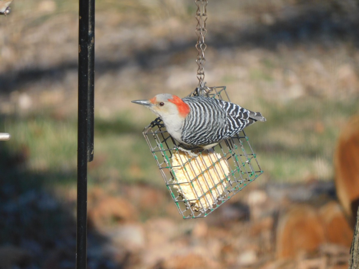 Red-bellied Woodpecker - ML509802671