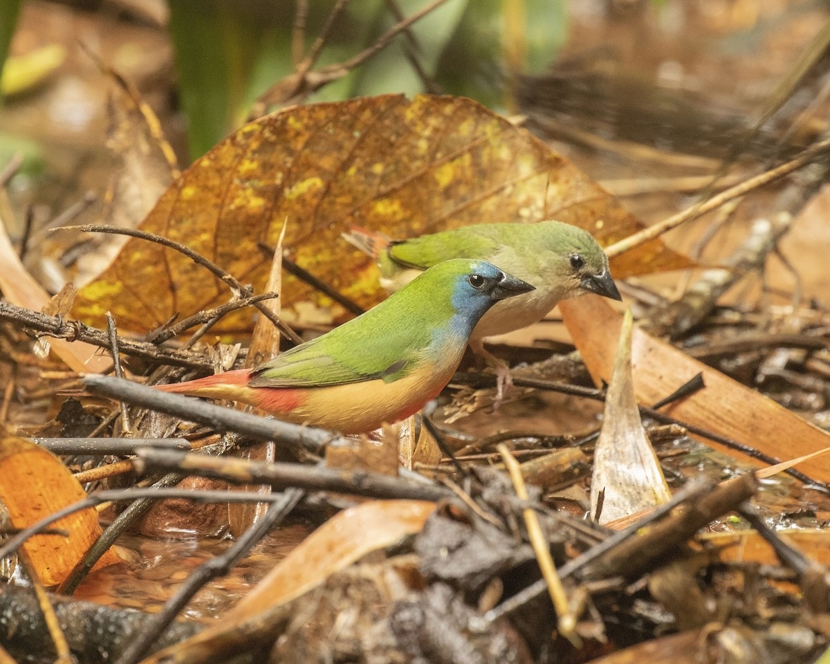 Pin-tailed Parrotfinch - ML509803411
