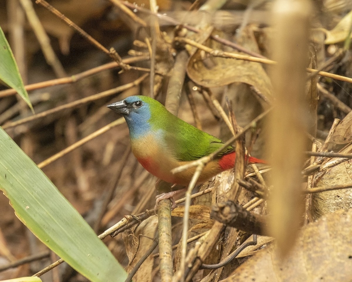 Pin-tailed Parrotfinch - ML509803421
