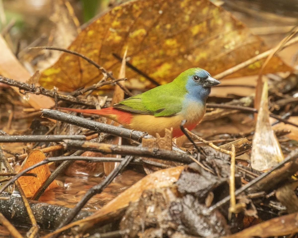 Pin-tailed Parrotfinch - ML509803441