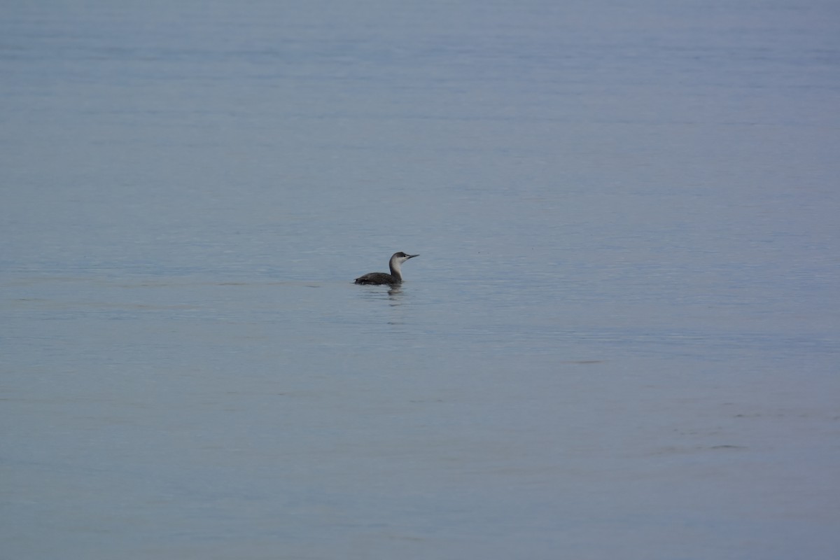 Red-throated Loon - ML50980651