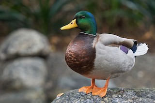 Mallard