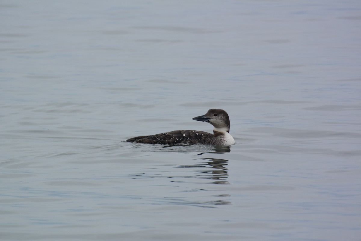 Common Loon - Michele Canale