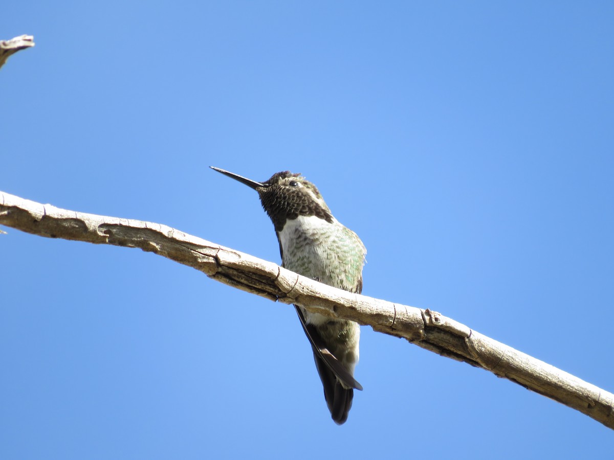 Anna's Hummingbird - ML509812231