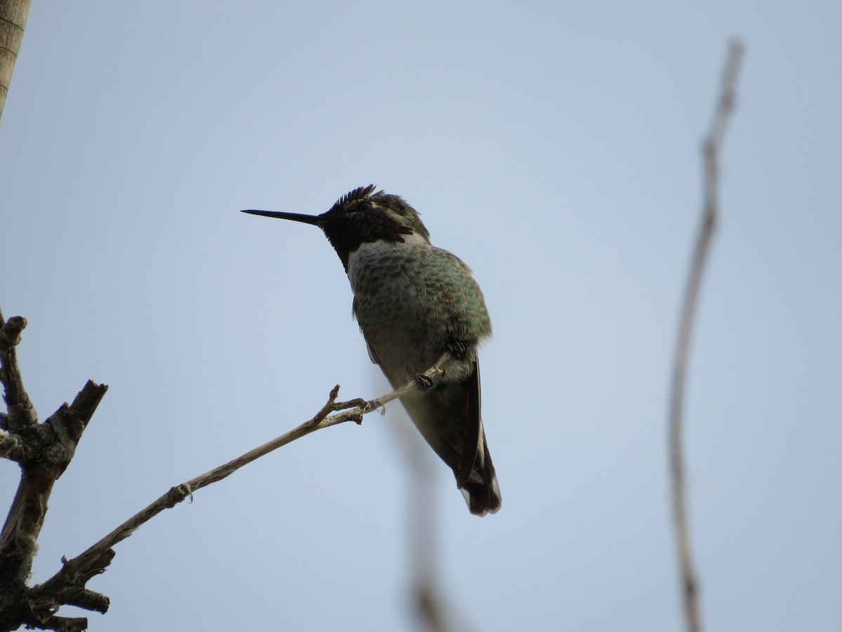 Anna's Hummingbird - ML509812671