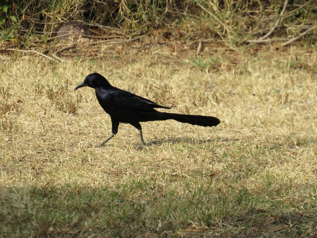 Great-tailed Grackle - ML509812801