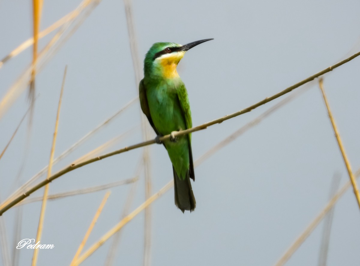 Blue-cheeked Bee-eater - ML509813531