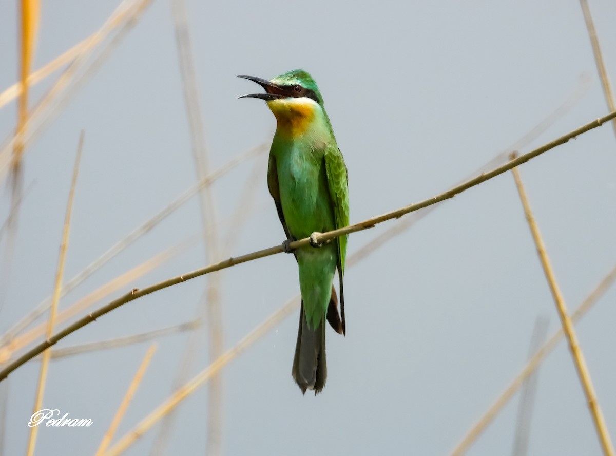 Blue-cheeked Bee-eater - ML509813541