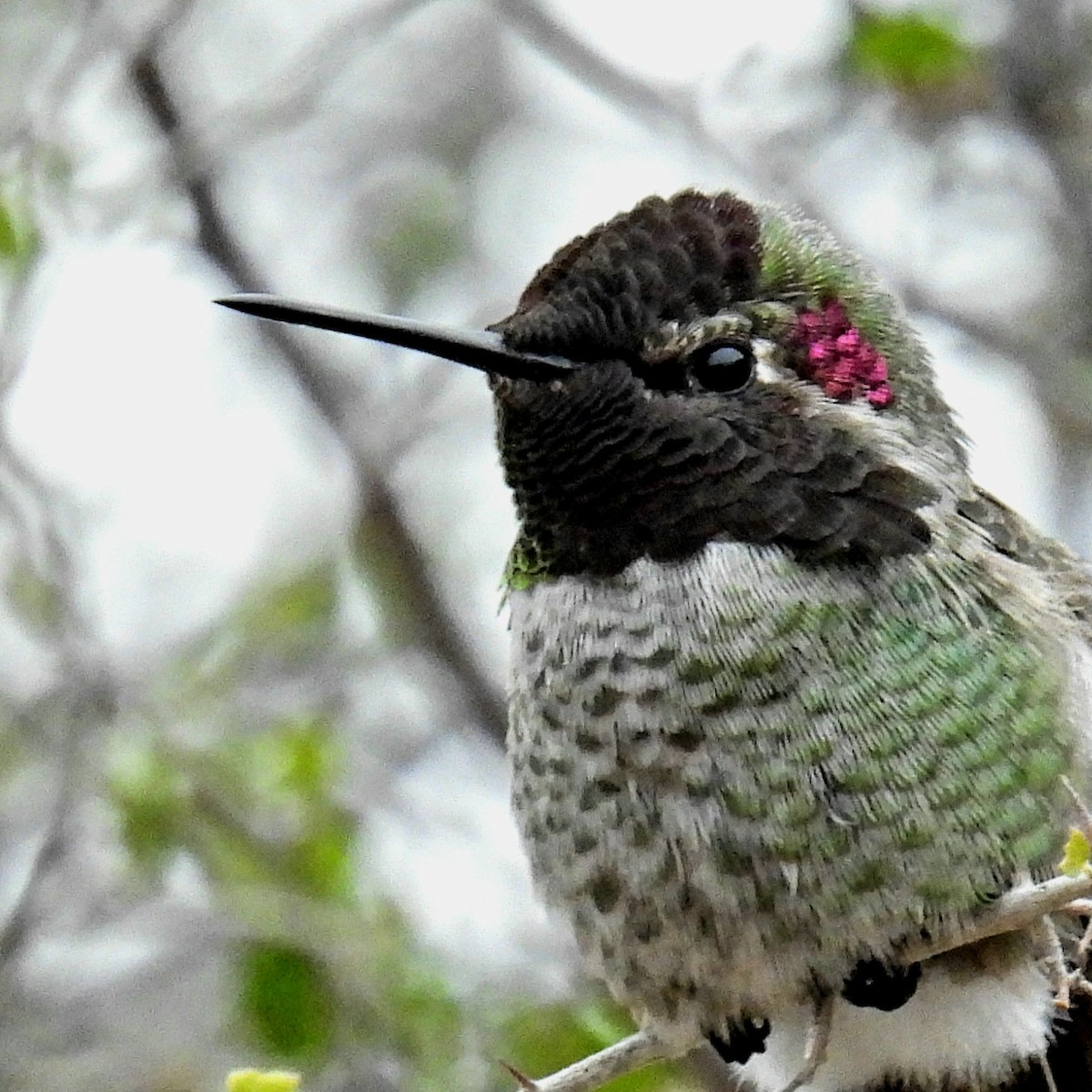 Anna's Hummingbird - ML509815781
