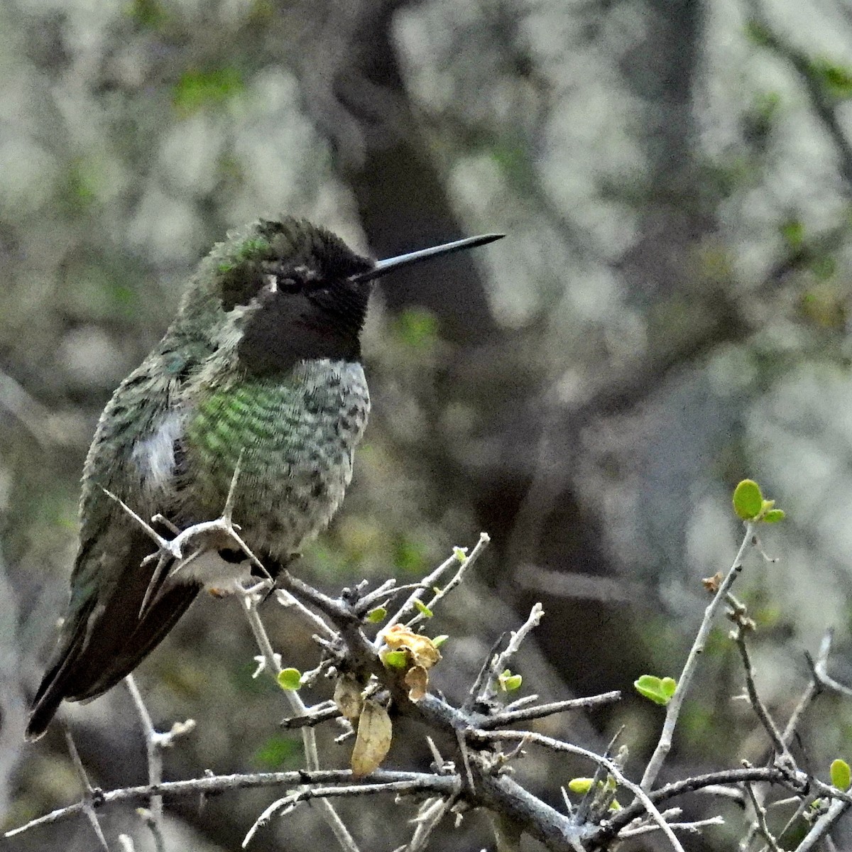 Anna's Hummingbird - ML509815791