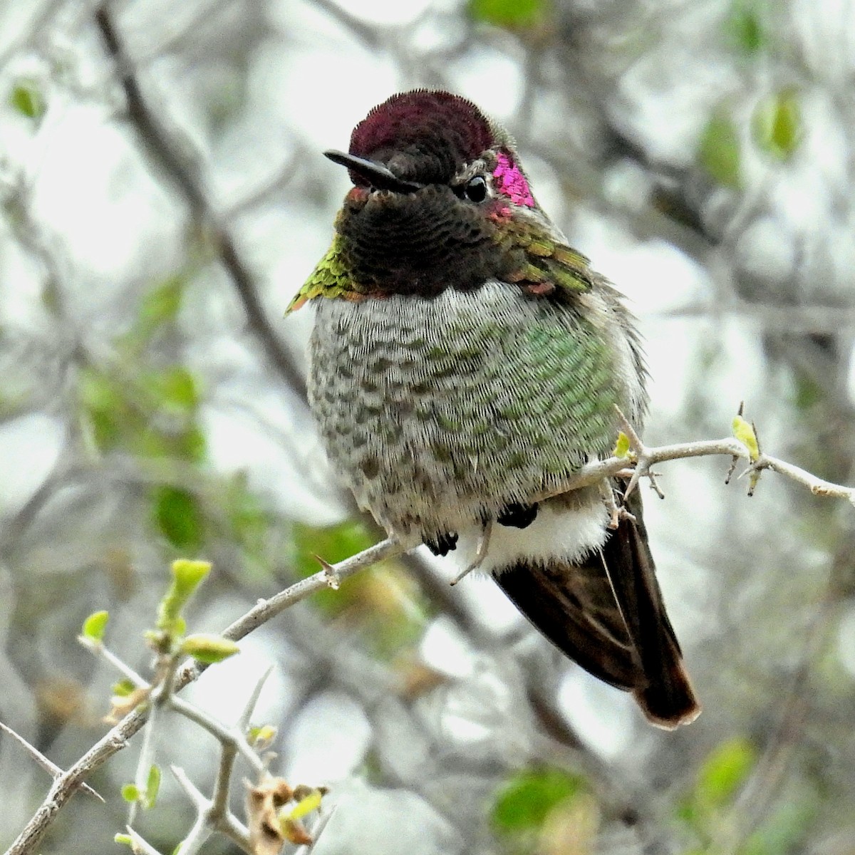 Anna's Hummingbird - ML509815801