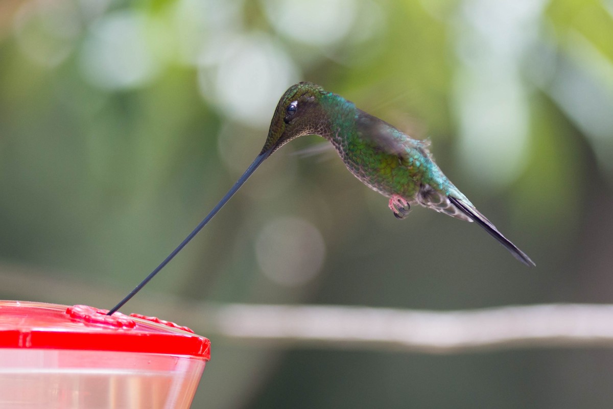 Sword-billed Hummingbird - Tim Liguori