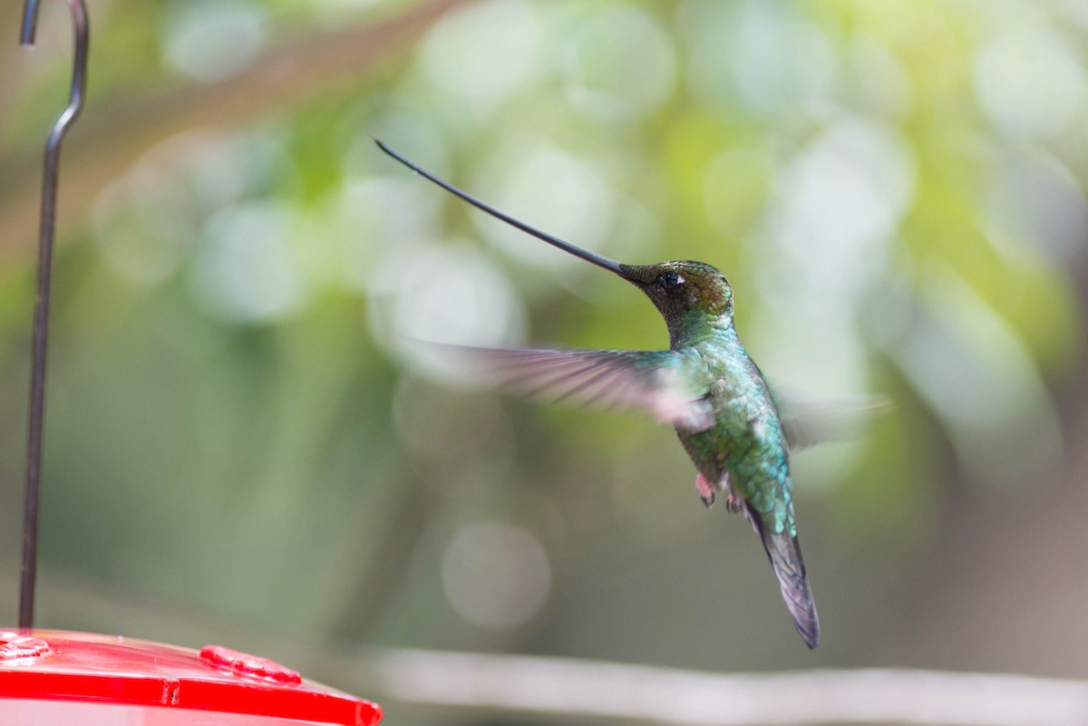 Sword-billed Hummingbird - ML50981681