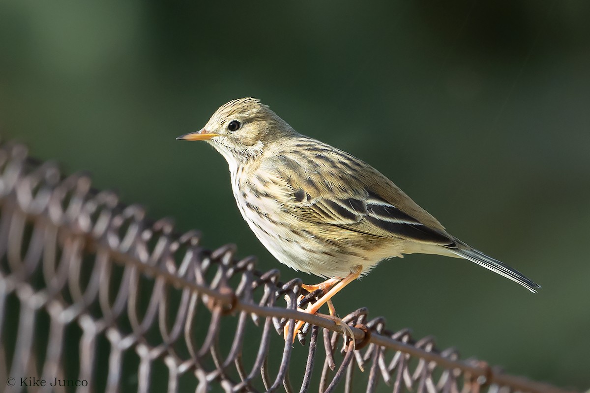 Meadow Pipit - ML509819001