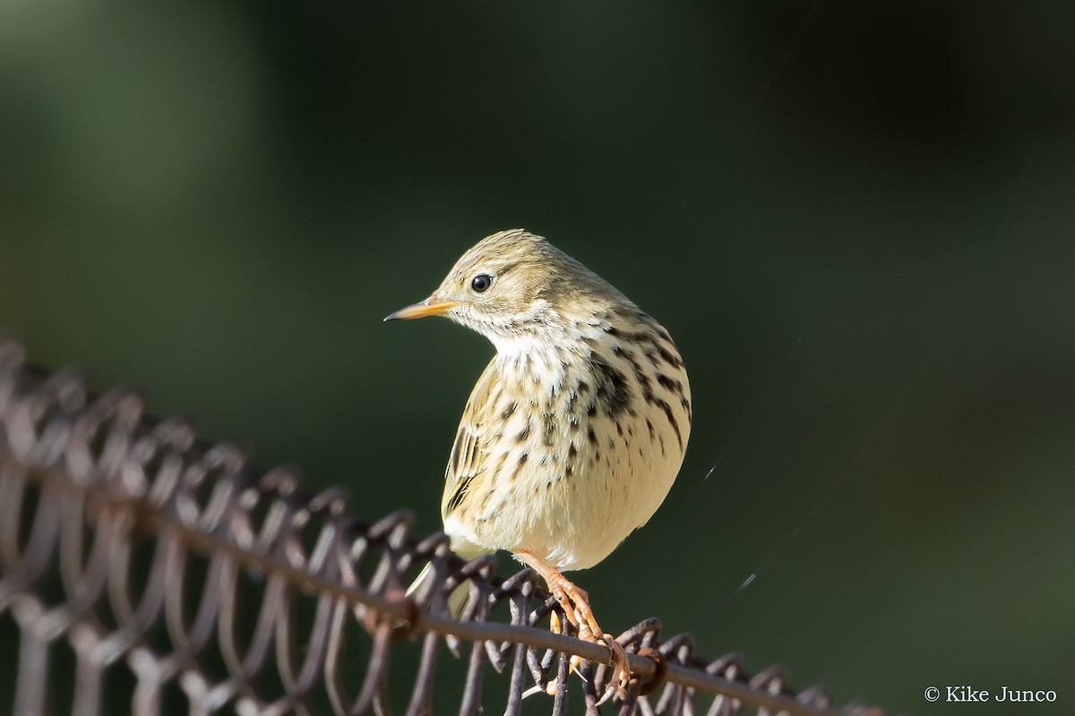 Meadow Pipit - ML509819011