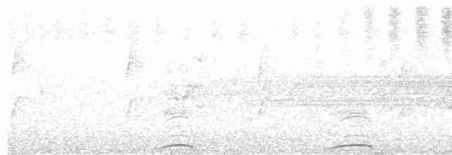 holub chocholatý - ML509819221