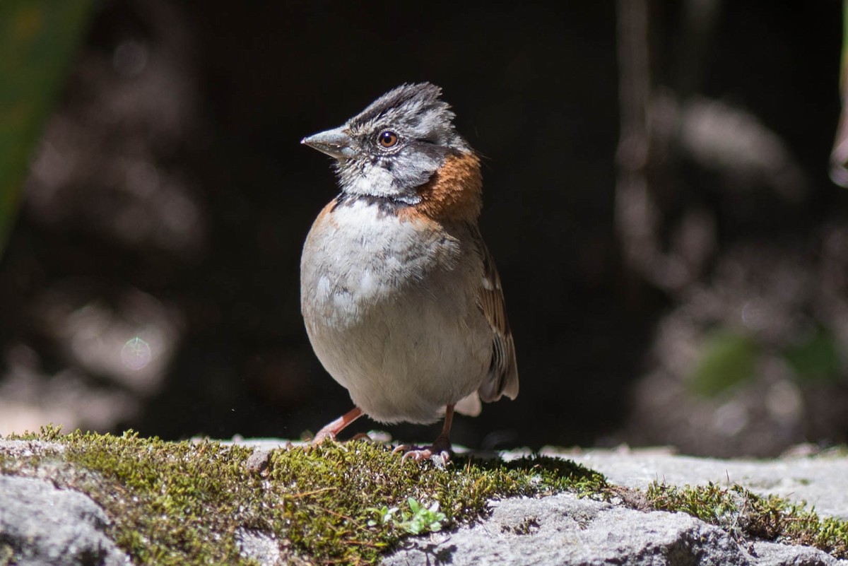 Rufous-collared Sparrow - ML50982241