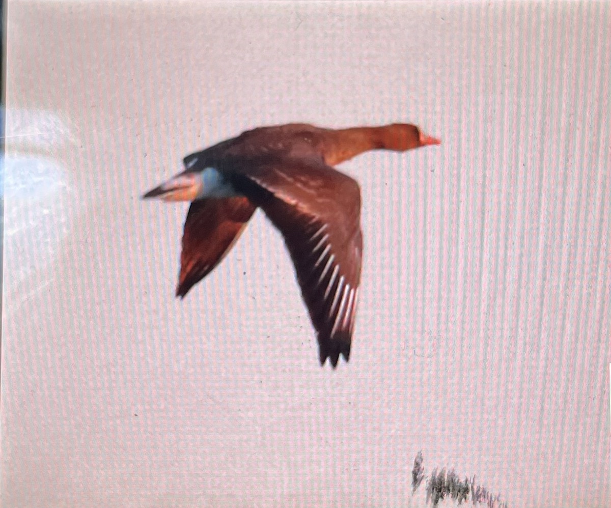 Greater White-fronted Goose - ML509824591