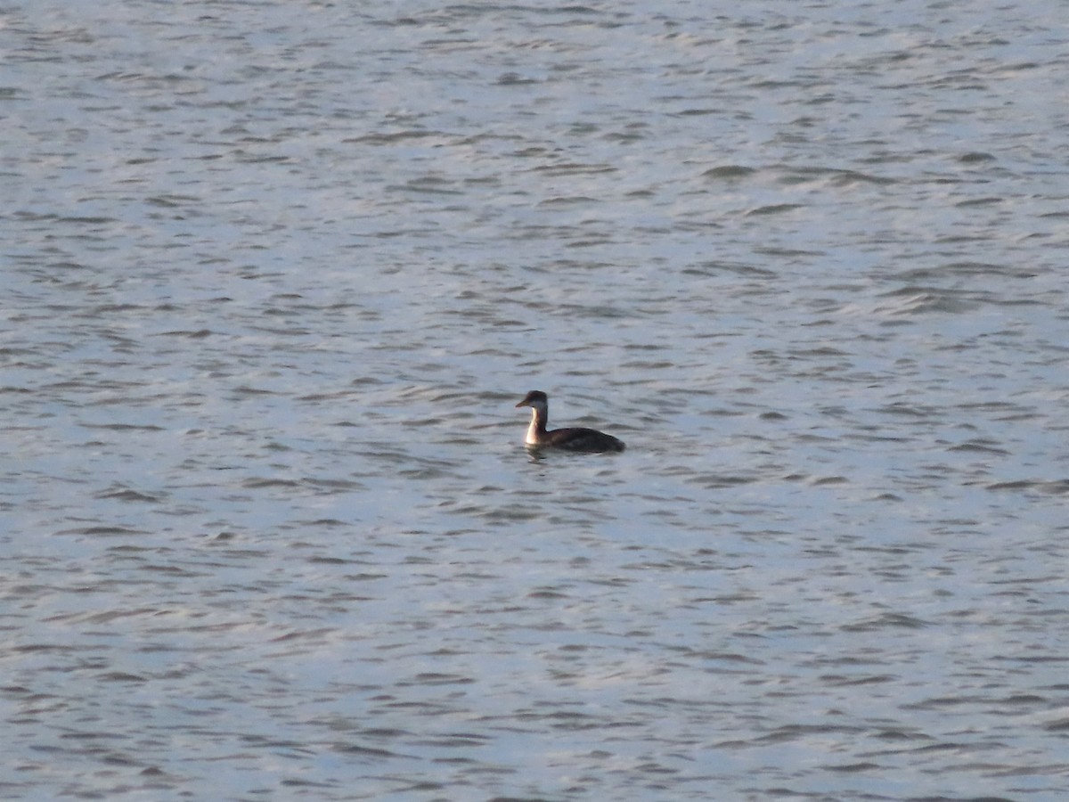 Red-necked Grebe - ML509825901