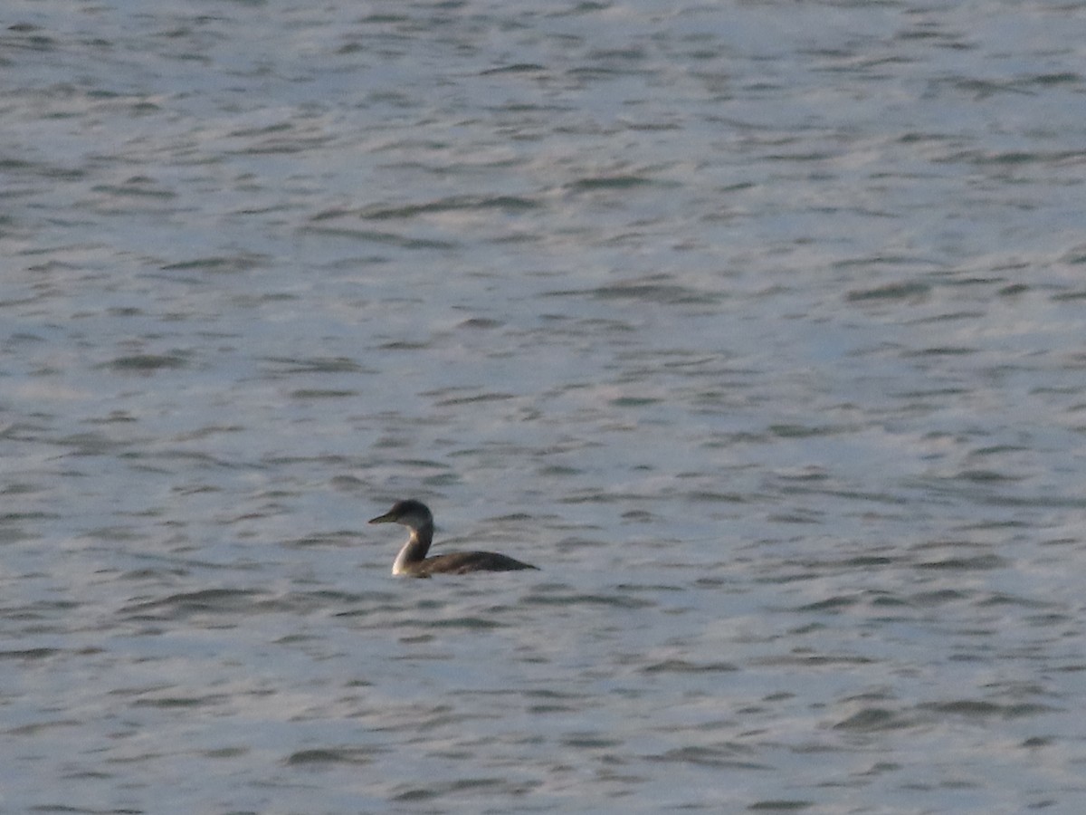 Red-necked Grebe - ML509825911