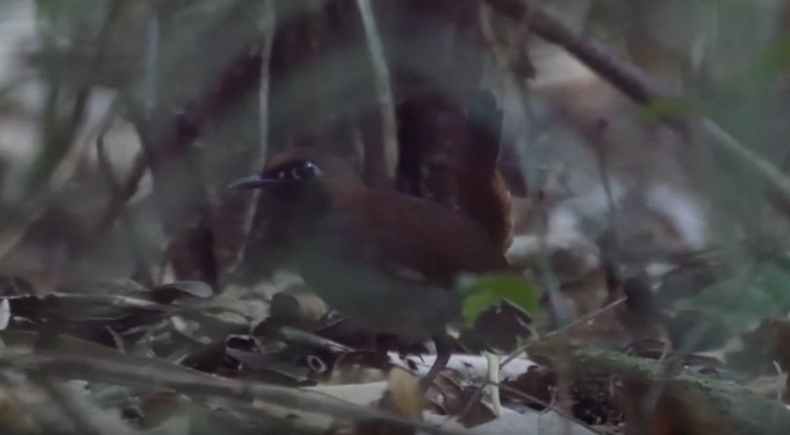 Black-faced Antthrush (Central American) - ML509828601