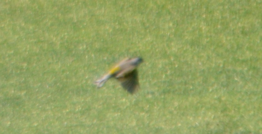 Lawrence's Goldfinch - ML50982951