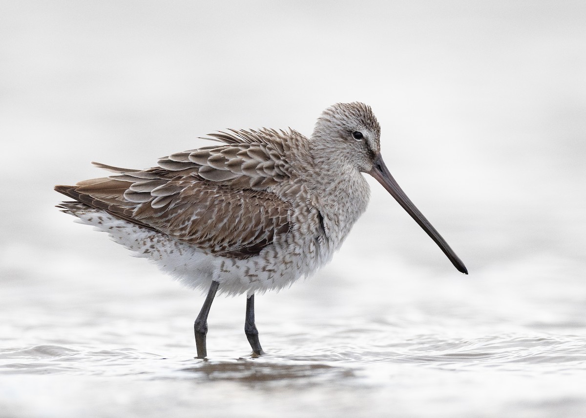 Asian Dowitcher - ML509832961