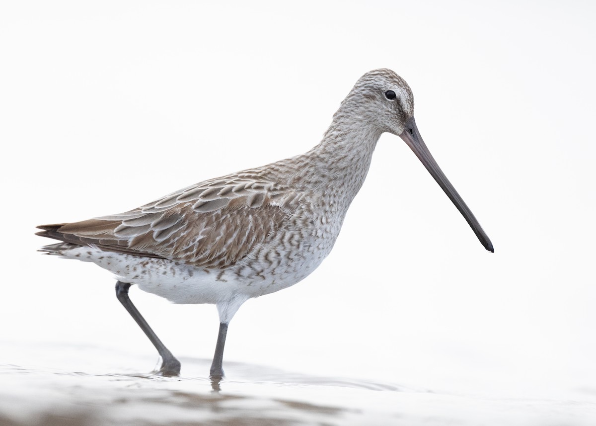 Asian Dowitcher - ML509832991
