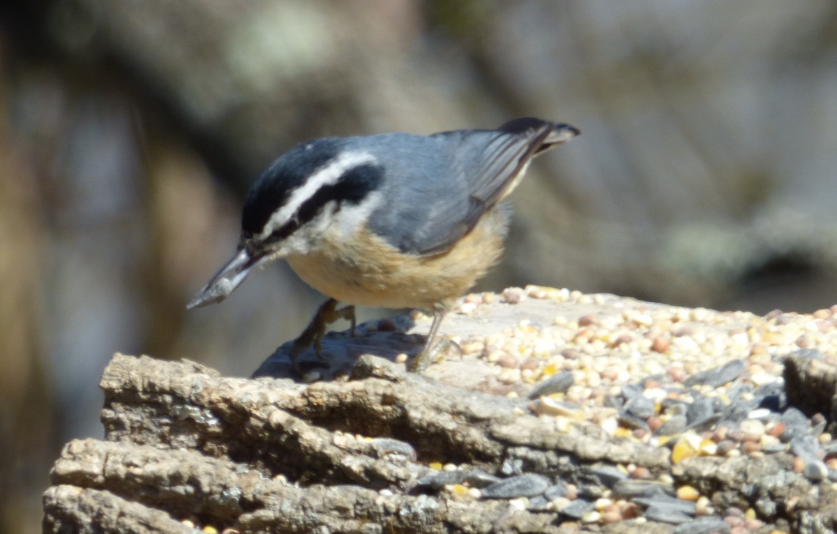 Red-breasted Nuthatch - Ken Carman