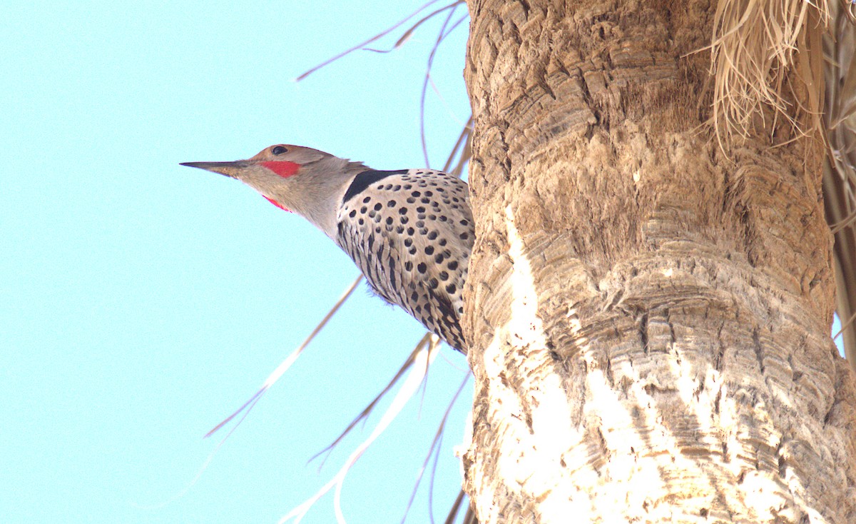 Northern Flicker (Red-shafted) - ML509835431