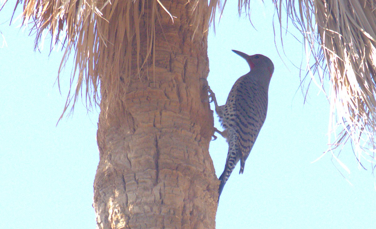 Northern Flicker (Yellow-shafted x Red-shafted) - ML509835501