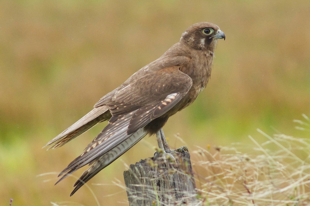 Brown Falcon - Rose  Wisemantel