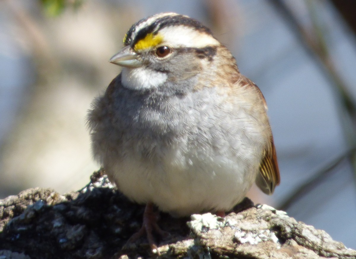 White-throated Sparrow - ML50983621