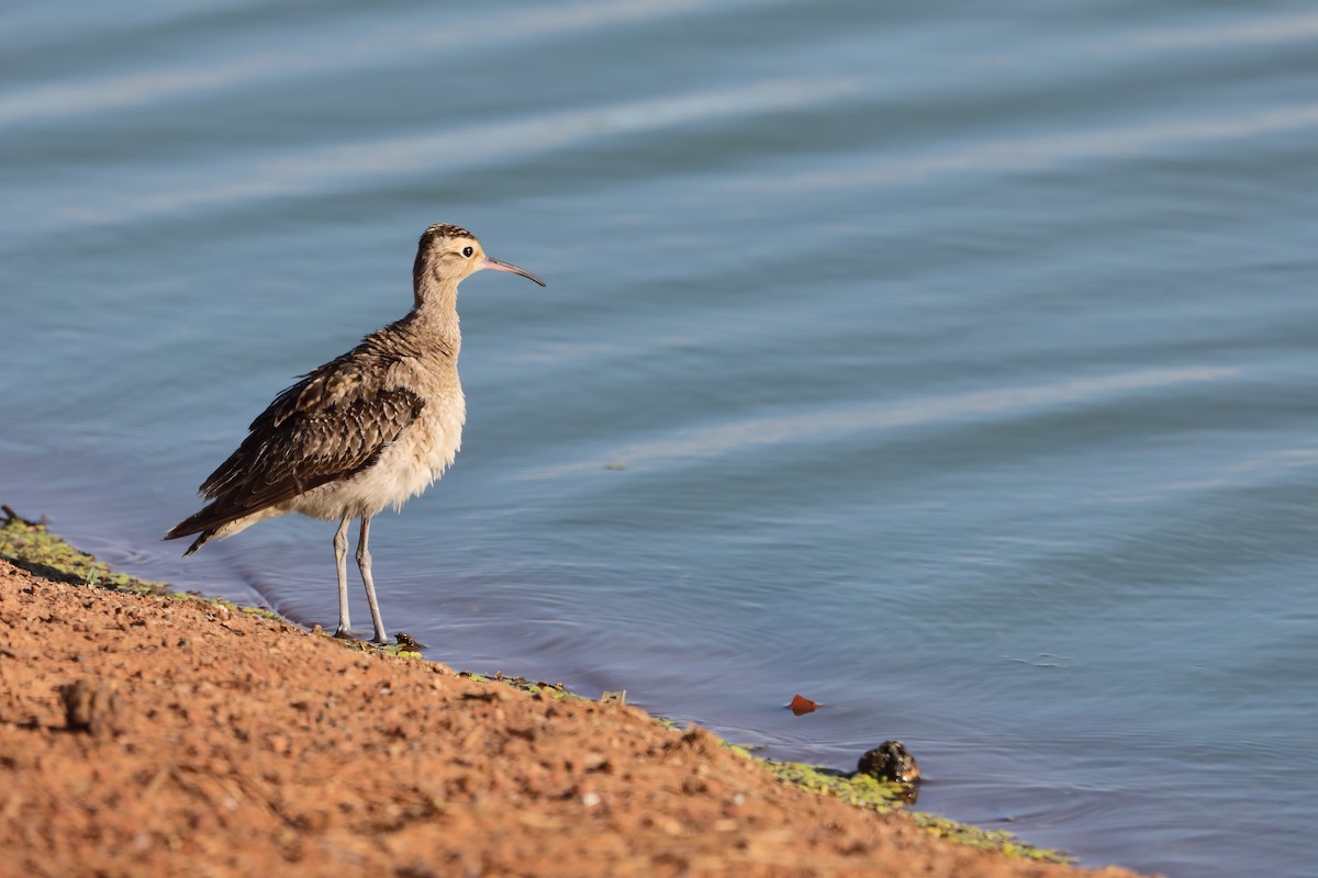 Little Curlew - ML509837421