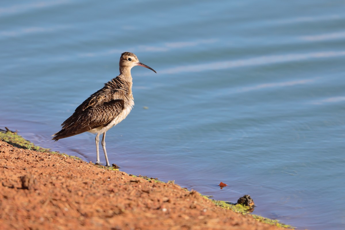 Little Curlew - ML509837431