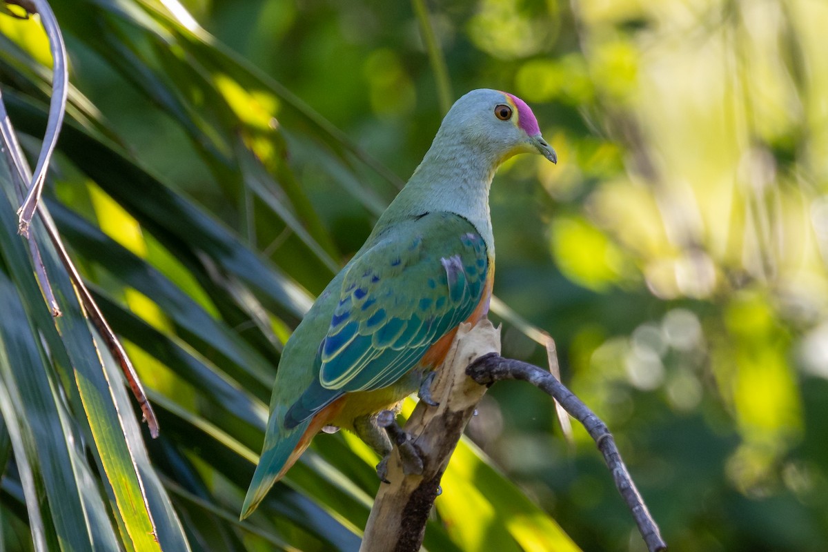 Rose-crowned Fruit-Dove - ML509839831